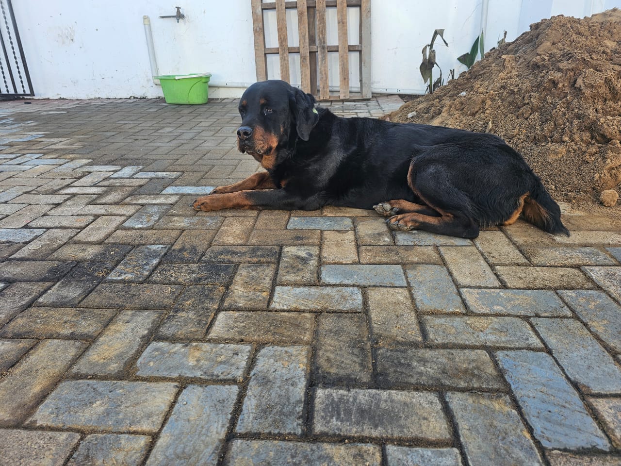 CamFX K9 Steven